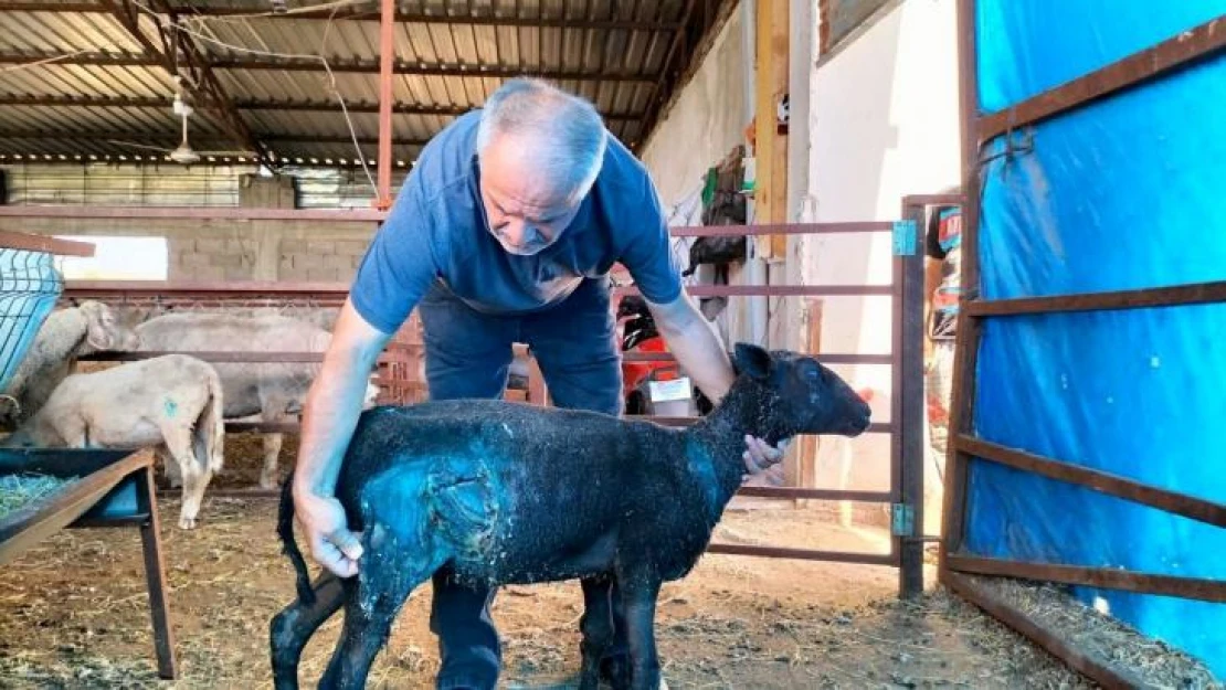 Osmaniye'de sokak köpekleri küçükbaş hayvan çiftliğine saldırdı