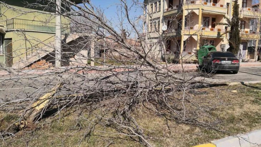 Otomobil refüjdeki ağacı söküp karşı şeritteki çöp konteynerine çarptı