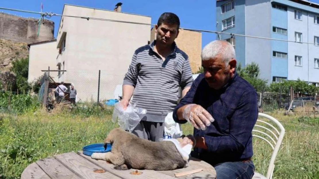 Otomobilin çarptığı yavru köpeğe vatandaş sahip çıktı