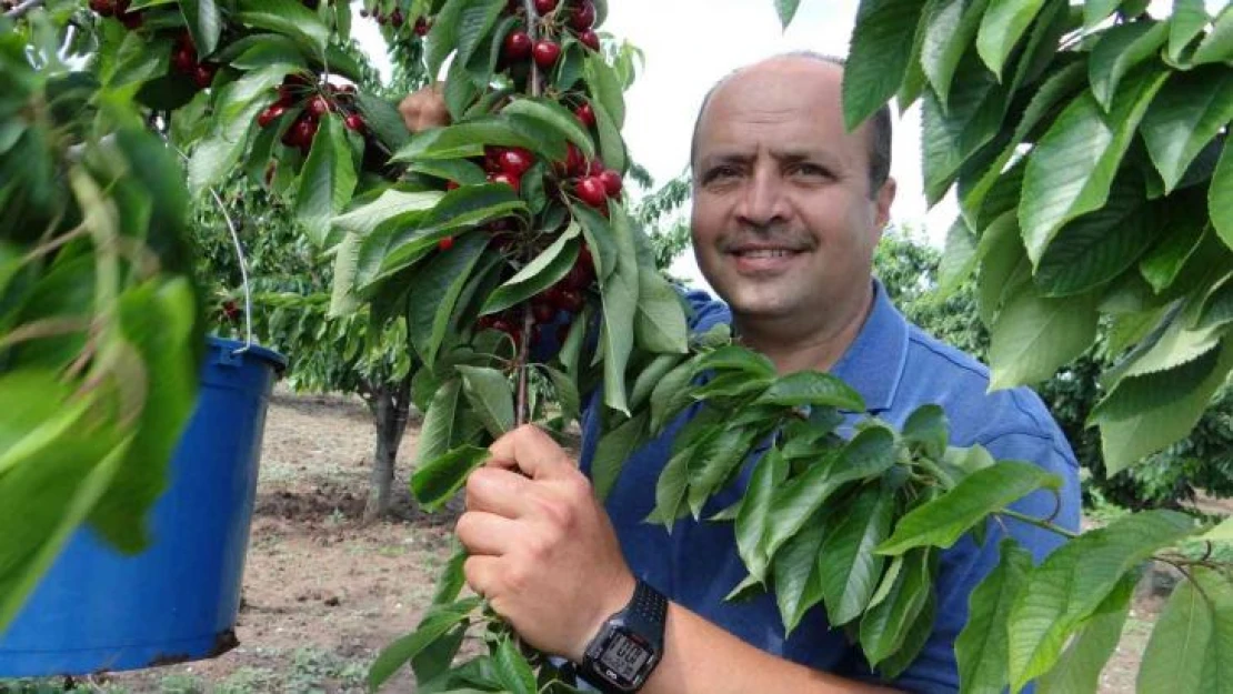 (ÖZEL) 5 ülkeye ihracatı yapılan 'Napolyon' cinsi kirazın hasadına başlandı