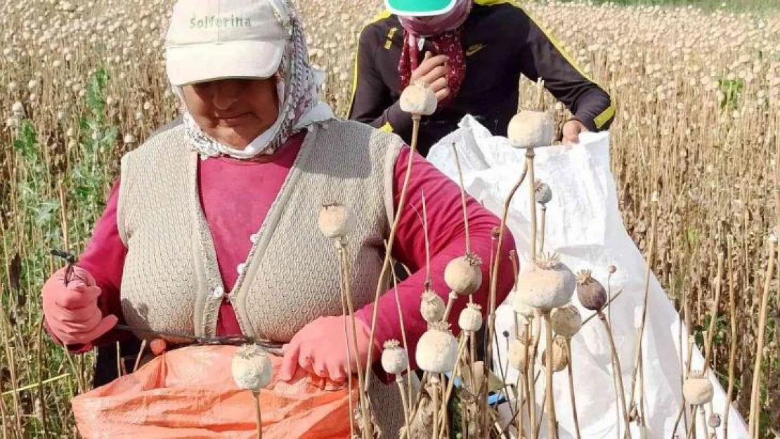 Afyonkarahisar'da haşhaş hasadı başladı