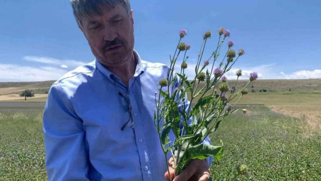 Anadolu'nun yenilenebilir bitkisel enerji kaynağı 'Pelemir'