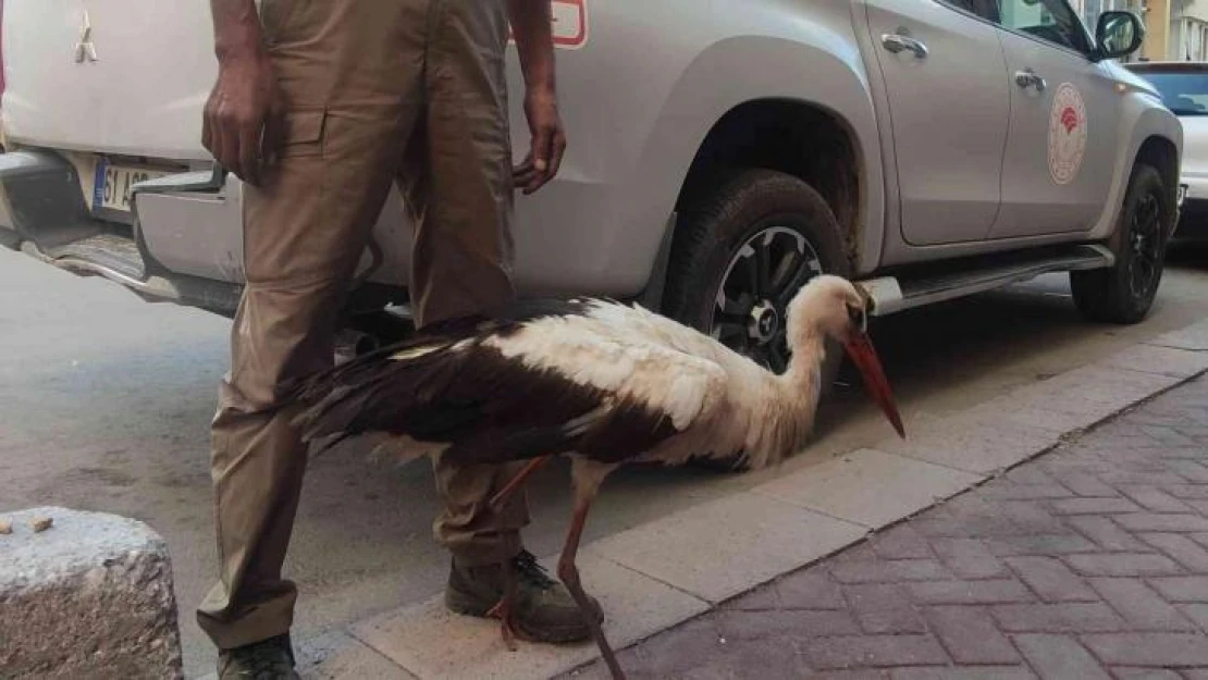 (ÖZEL) Eskişehir'de kursağında çöp kalan kör leylek tedavi altına alındı