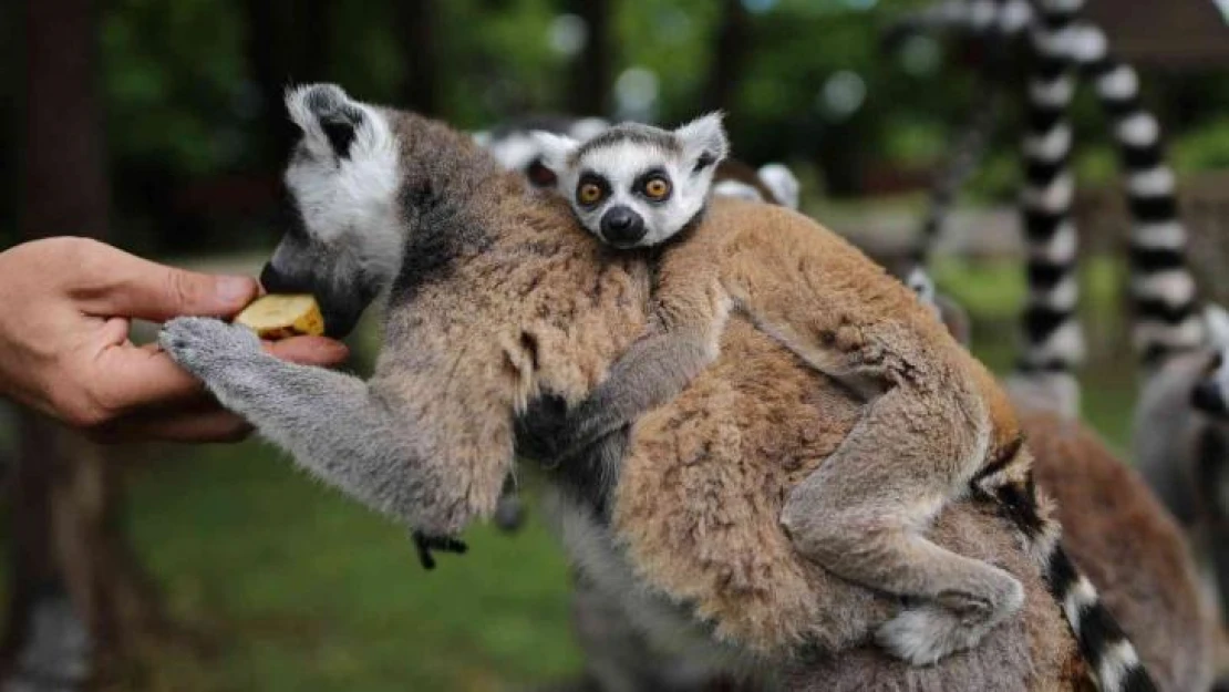 (Özel) Lemur ailesine katılan 6 yavru annesinin sırtından inmedi