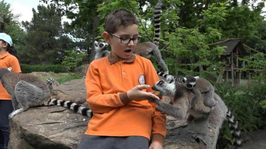 (Özel) Öğrenciler lemurları elleriyle besledi