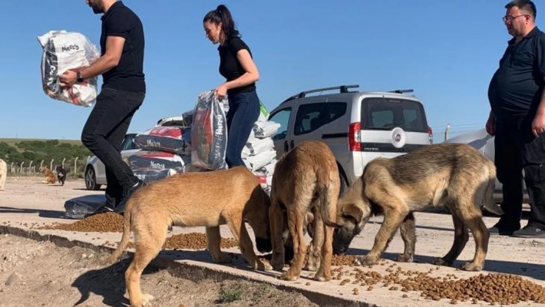 (ÖZEL) Sokak hayvanlarına işitme engelliler umut oldu