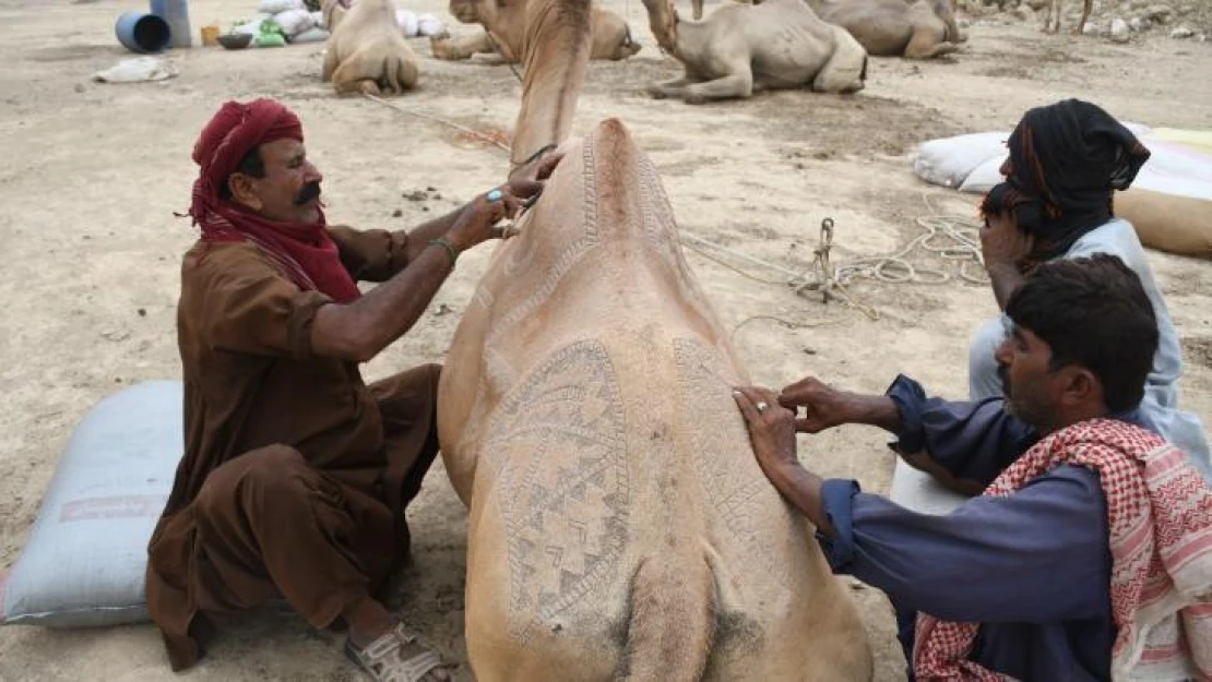 Pakistan'da Kurban Bayramı öncesi develer süslendi