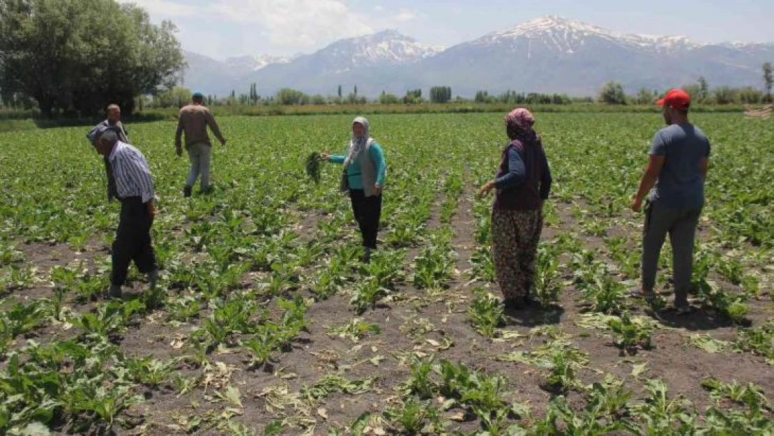 Pancar tarlalarına dadanan domuzlar çiftçiyi usandırdı