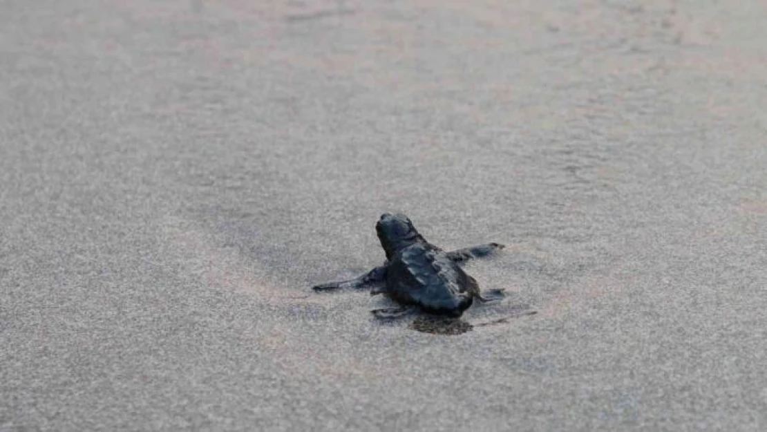 Patara'da caretta caretta yavruları denizde