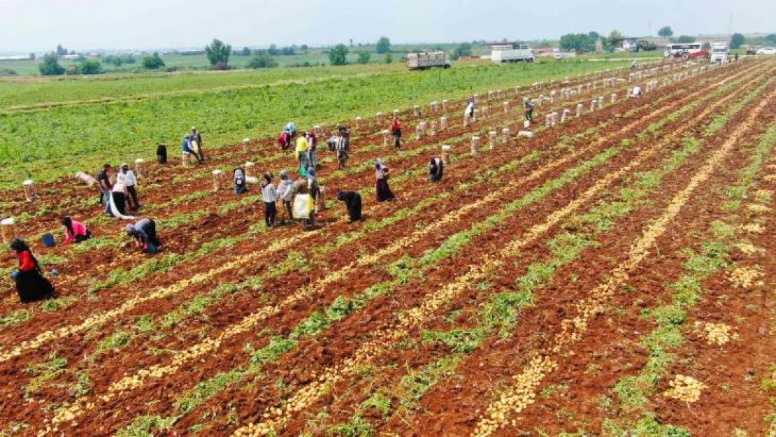 Patates, 9 liralık fiyatıyla üreticisini güldürdü