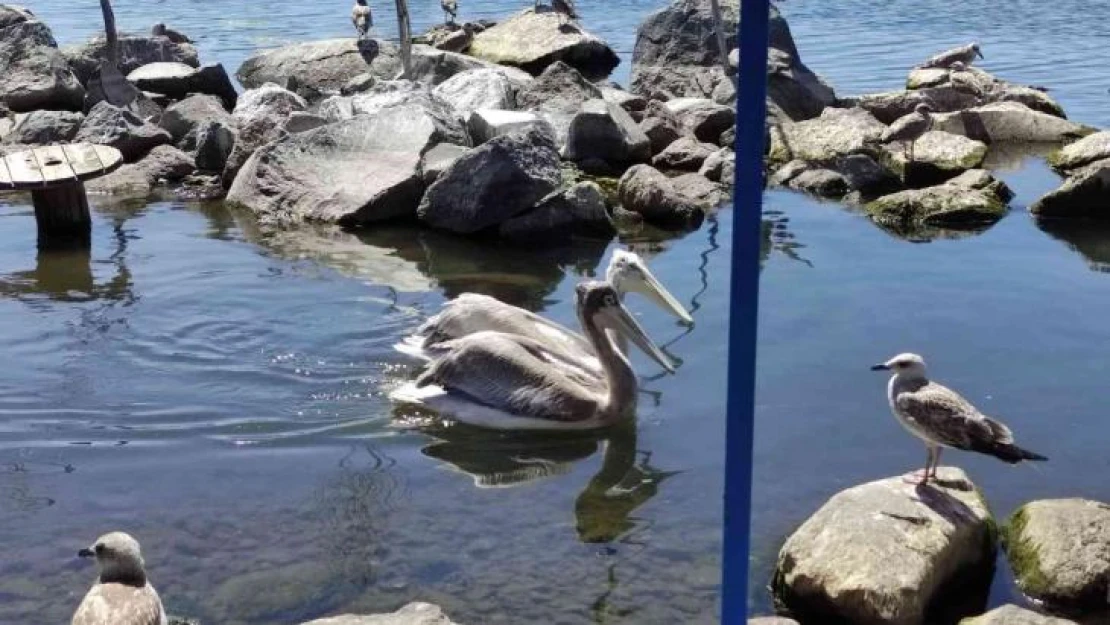 Pelikanlar adanın maskotu oldu