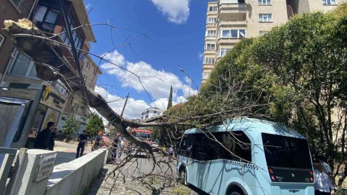 Pendik'te ağaç seyir halindeki minibüsün üzerine devrildi