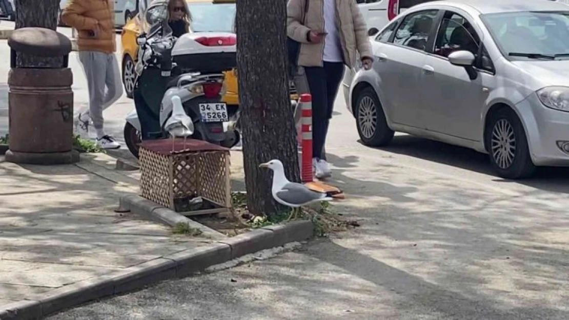 Pendik'te kaldırıma yuva yapan martı için ekipler teyakkuza geçti