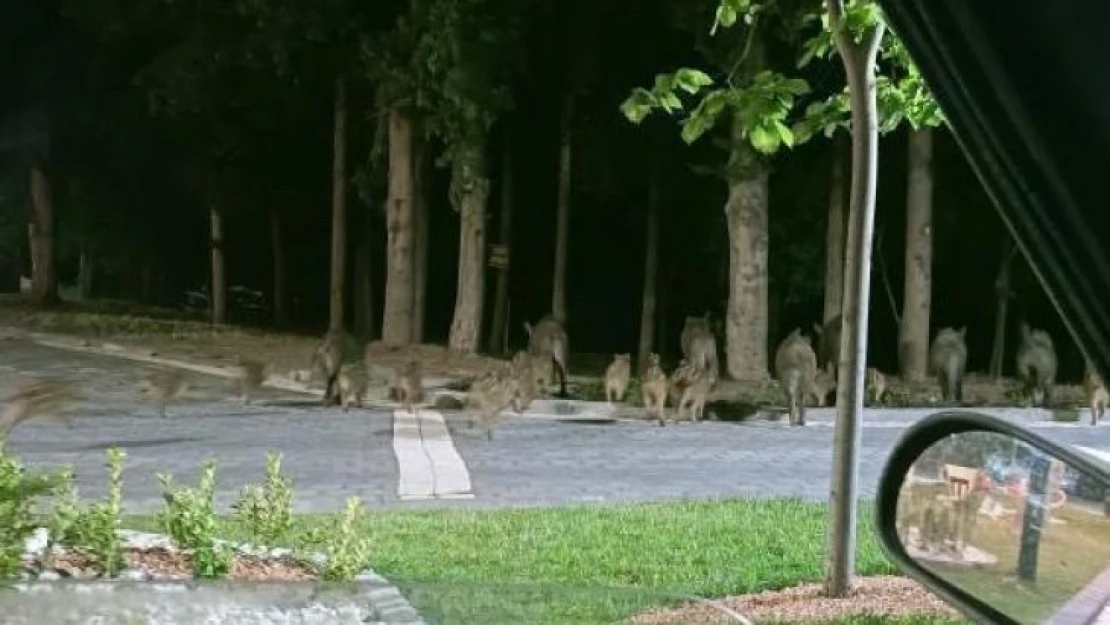 Piknik alanını basan domuzlar üredi