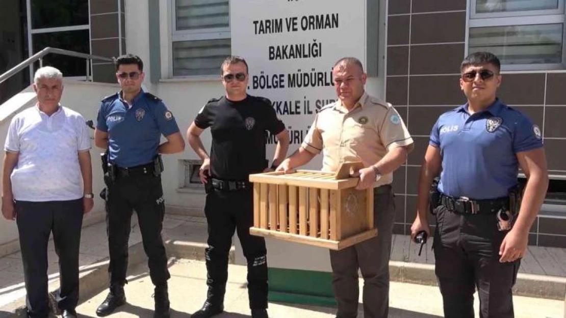 Polis, annesiz kalan iki yavru kargaya sahip çıktı