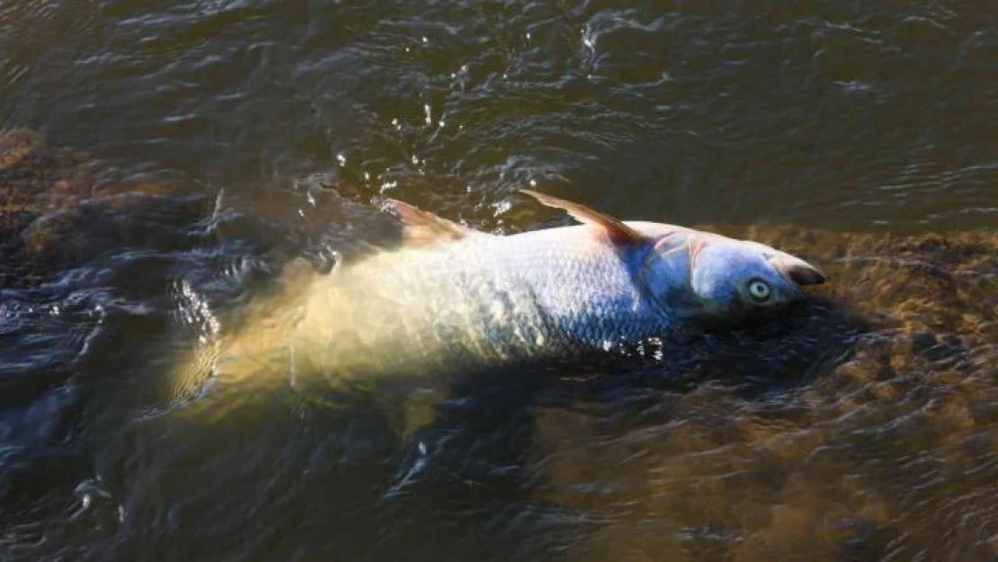 Polonya'nın Oder Nehri'nde ekolojik felaket