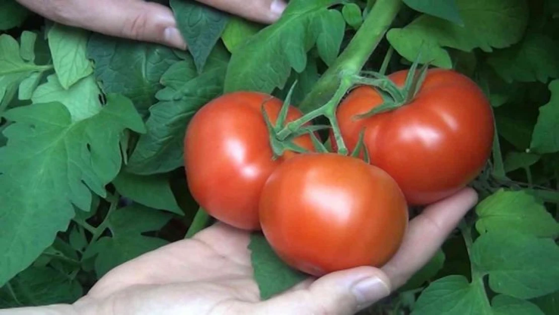 Protokol imzalandı, çiftçilerin ekonomisine can katacak: 10 ülkeye ihracat edilecek