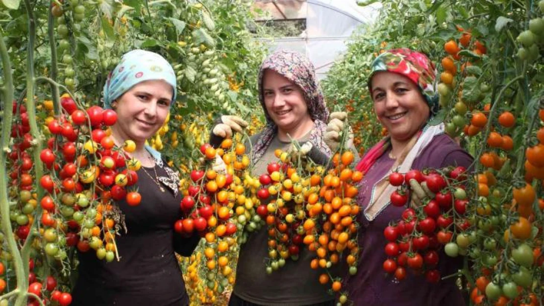 Rengarenk domates üretti, iki kat kazandı