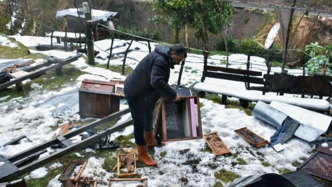 Rize'de aç kalan ayılar köye indi, 42 kovana zarar verdi