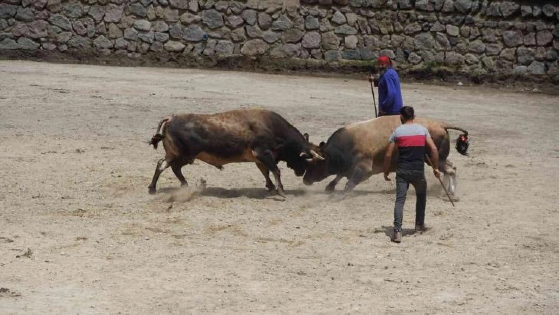 Rize'de boğalar kıyasıya yarıştı