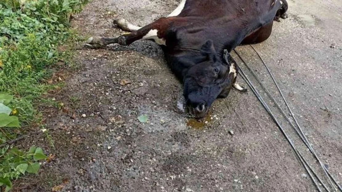 Rüzgar elektrik tellerini kopardı, akıma kapılan 3 inek telef oldu