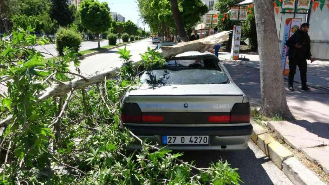 Rüzgarda kırılan dal otomobilin üzerine düştü