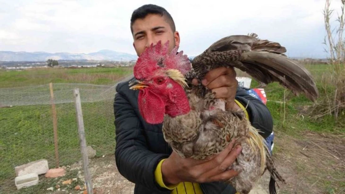 Sahibinin kesmeye kalktığı horoz 'Anne' diye bağırmaya başlayınca kesilmekten kurtuldu