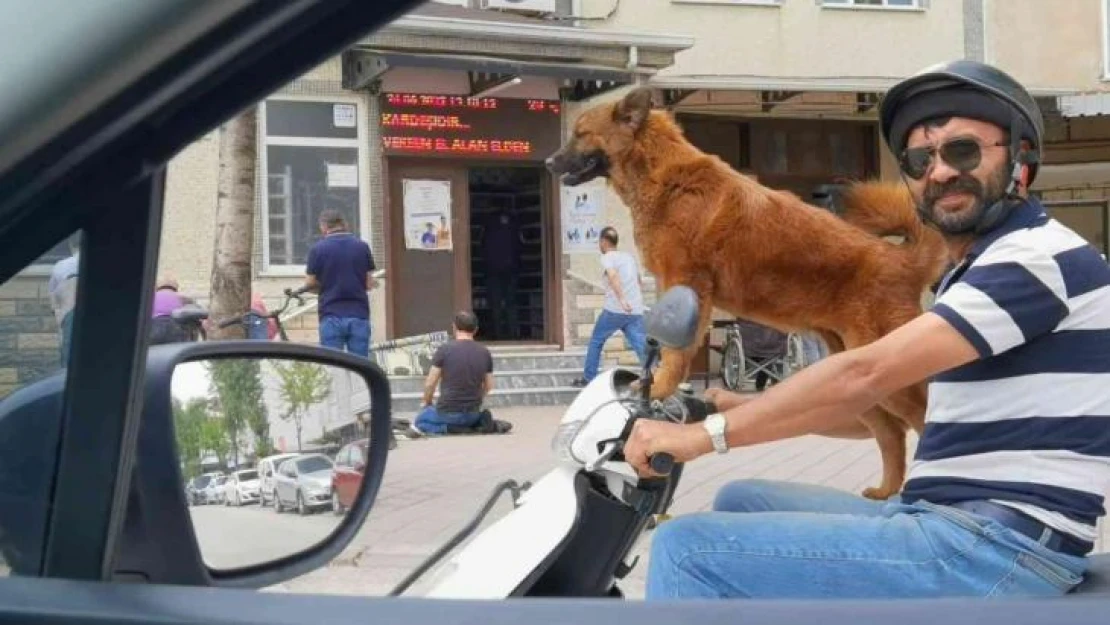 Sahibinin motosikleti üzerinde yolculuk yapan köpek ilgi çekti