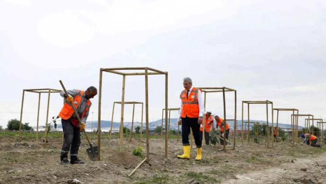 Sakarya'da ilk kez avokado fidanı toprakla buluştu