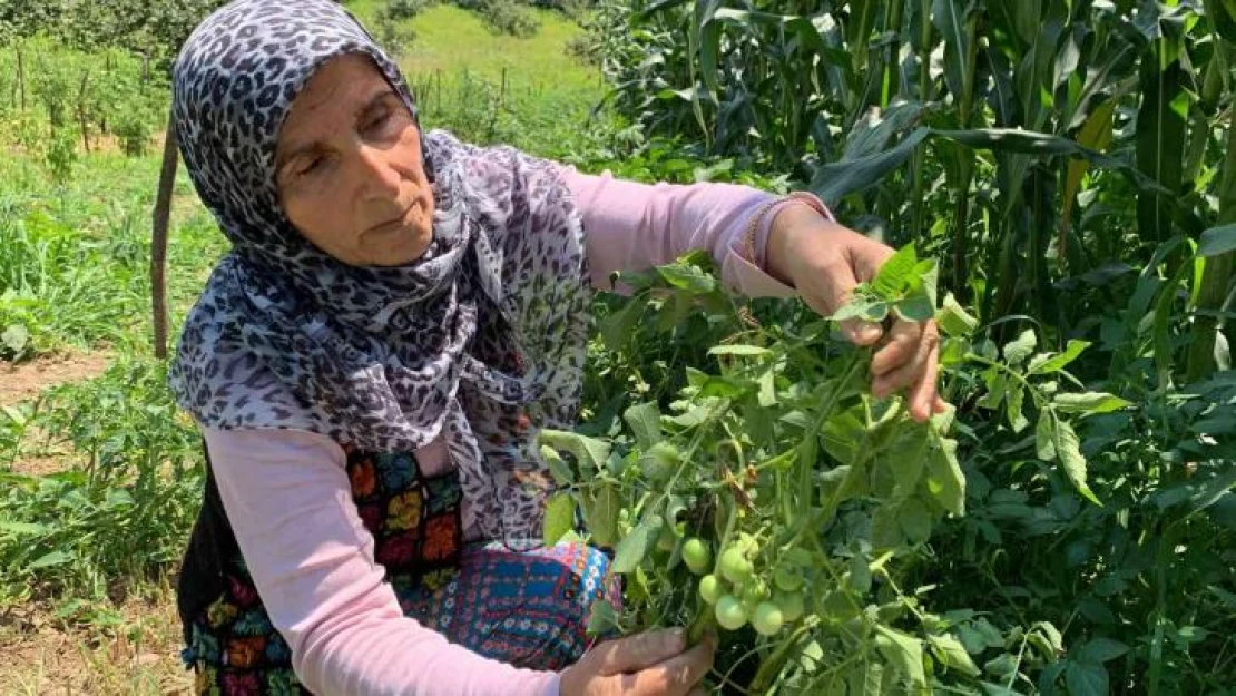 Sakarya'da şaşırtan olay: Tarlalarına patates ektiler, domates çıktı