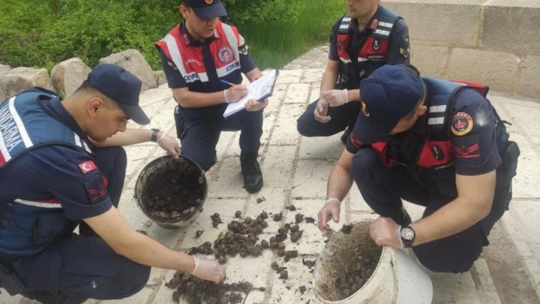 Salyangoz avcısı jandarmaya yakalandı