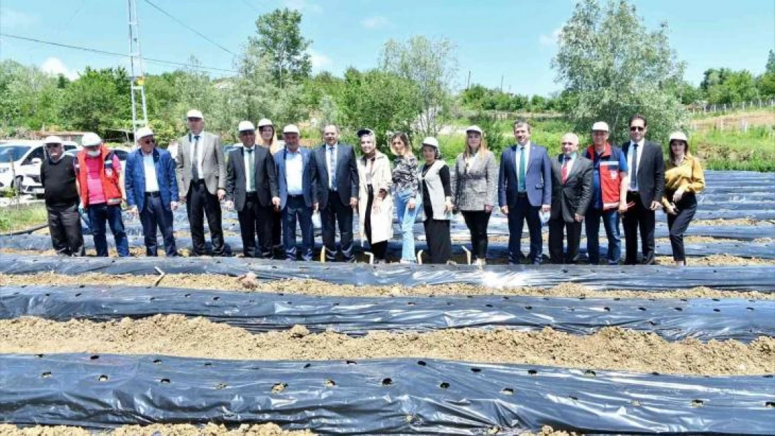 Samsun'da 500 bin çilek fidesi, 11 bin 880 aronya fidanı dağıtıldı