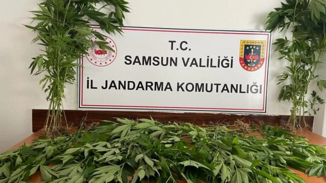 Samsun'da arazide ekili 85 kök kenevir bitkisi gele geçirildi: 1 kişi tutuklandı