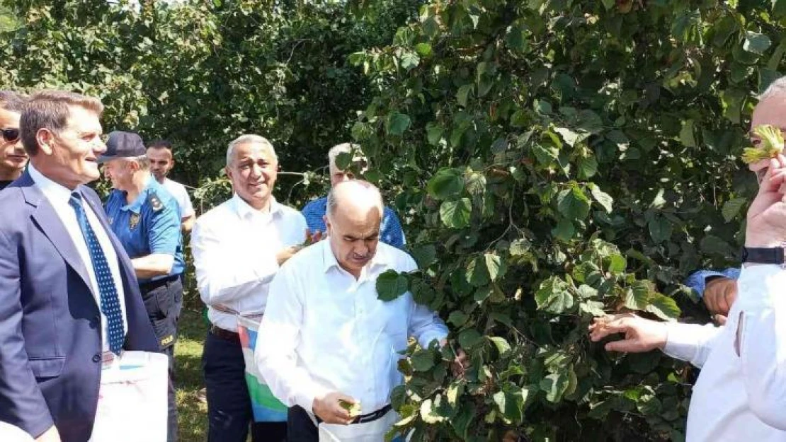 Samsun'da fındık hasat etkinliği: 112 bin 500 ton rekolte bekleniyor