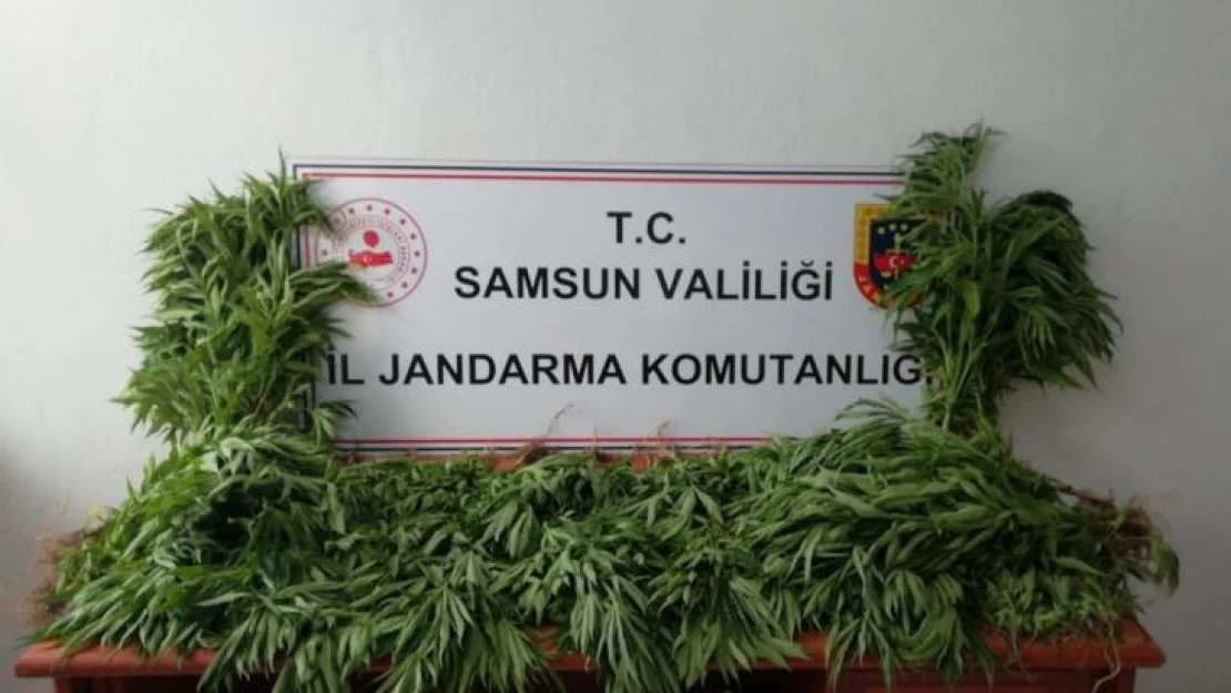 Samsun'da jandarma tarafından kubar esrar ve tarlada ekili kenevir ele geçirildi