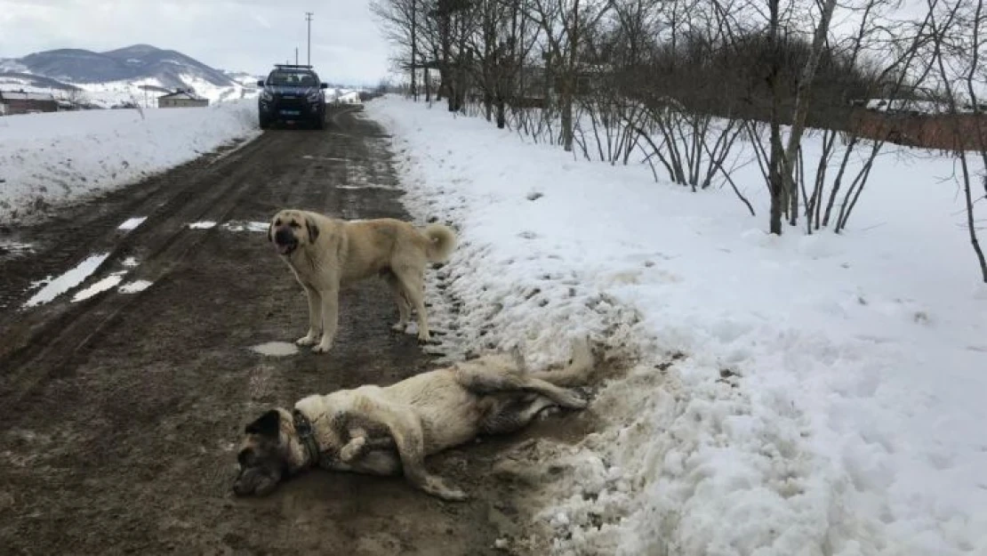 Samsun'da kangal cinsi köpek tüfekle öldürüldü