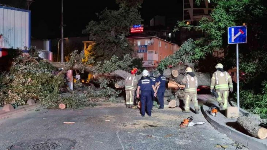 Sancaktepe'de asırlık ağaç yola devrildi