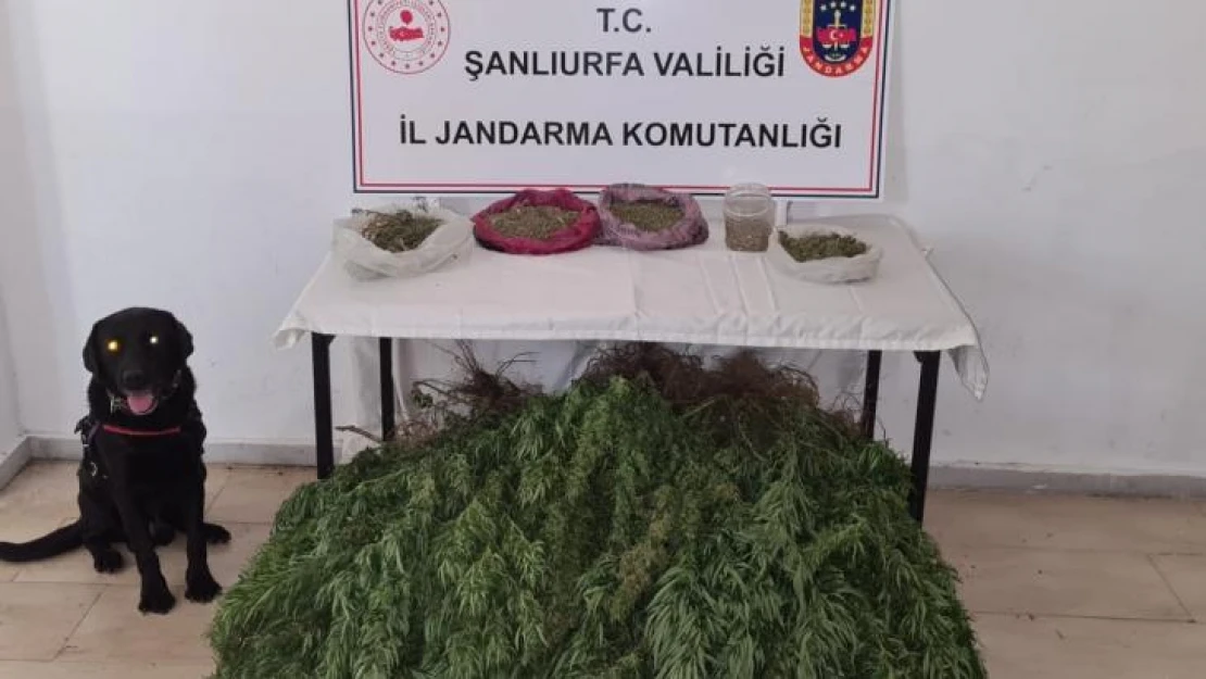 Şanlıurfa'da 5 kilo esrar ve 765 kök kenevir ele geçirildi