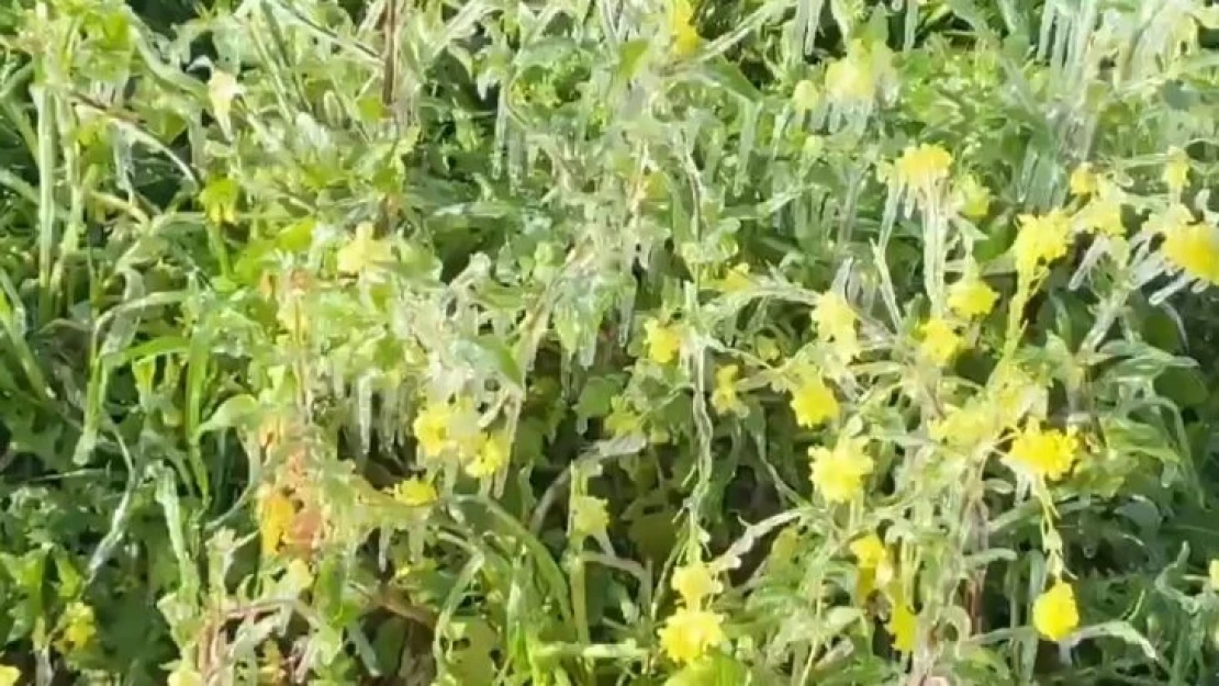 Şanlıurfa'da don ekinleri ve ağaçları vurdu