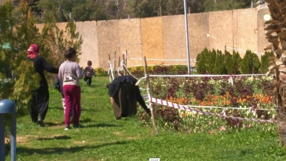 Şanlıurfa'da laleleri koparan kadın kameralara yakalandı