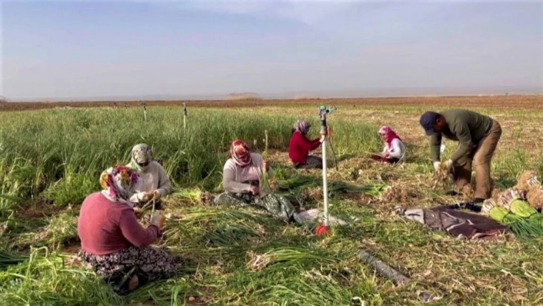 Şanlıurfa'da sarımsak alternatif ürün oldu