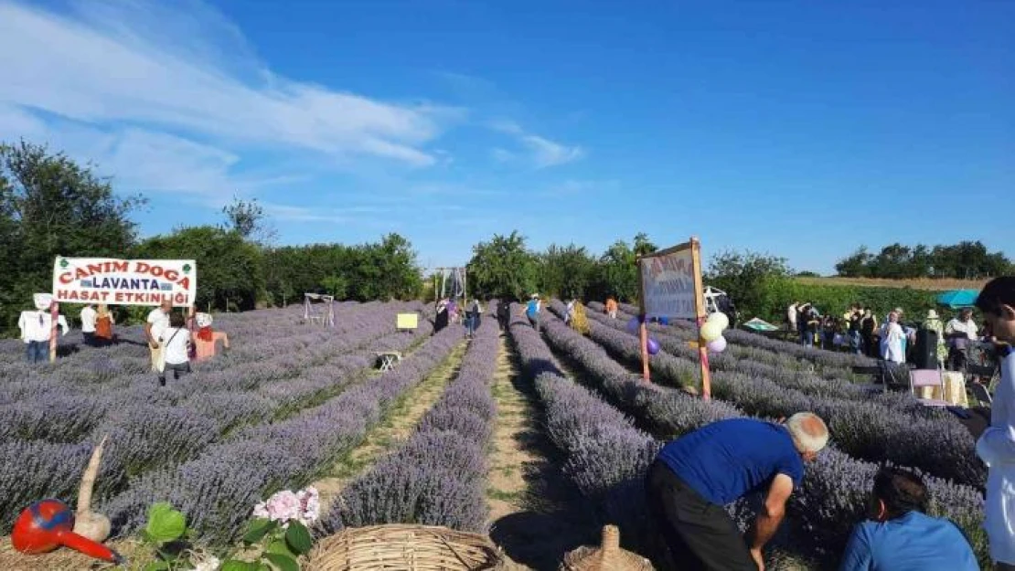 Saray'da lavanta hasat etkinliği gerçekleştirildi