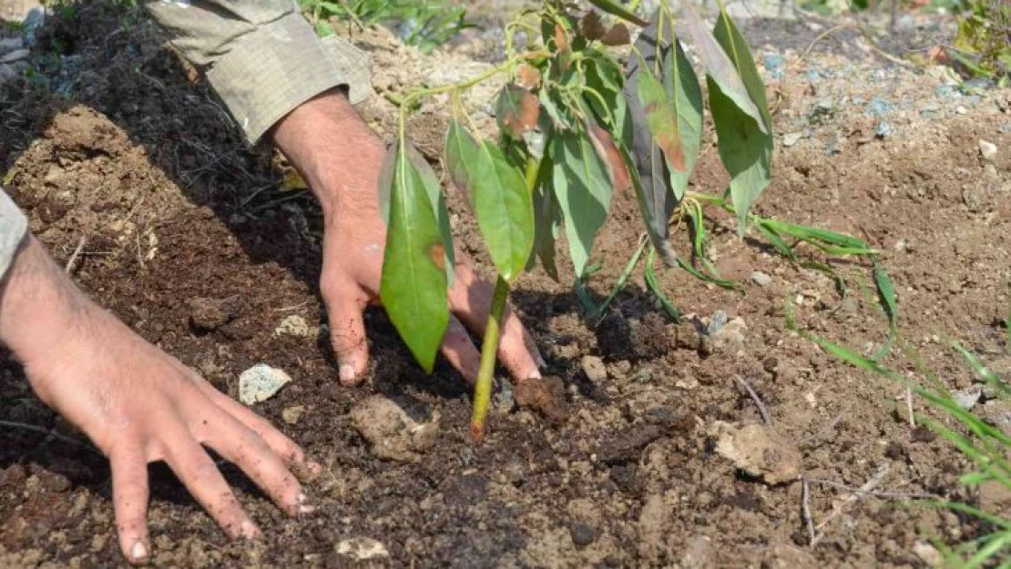 Seferihisar'ın yeni yıldızı avokado