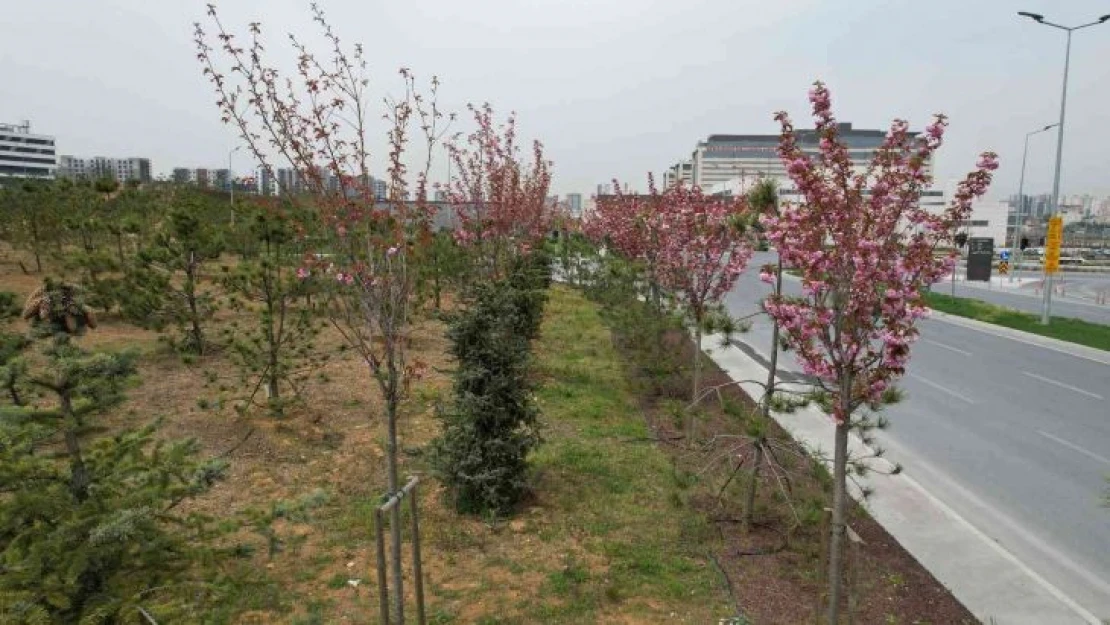 Şehir Hastanesi'nin çiçek açan sakuraları dron görüntülendi