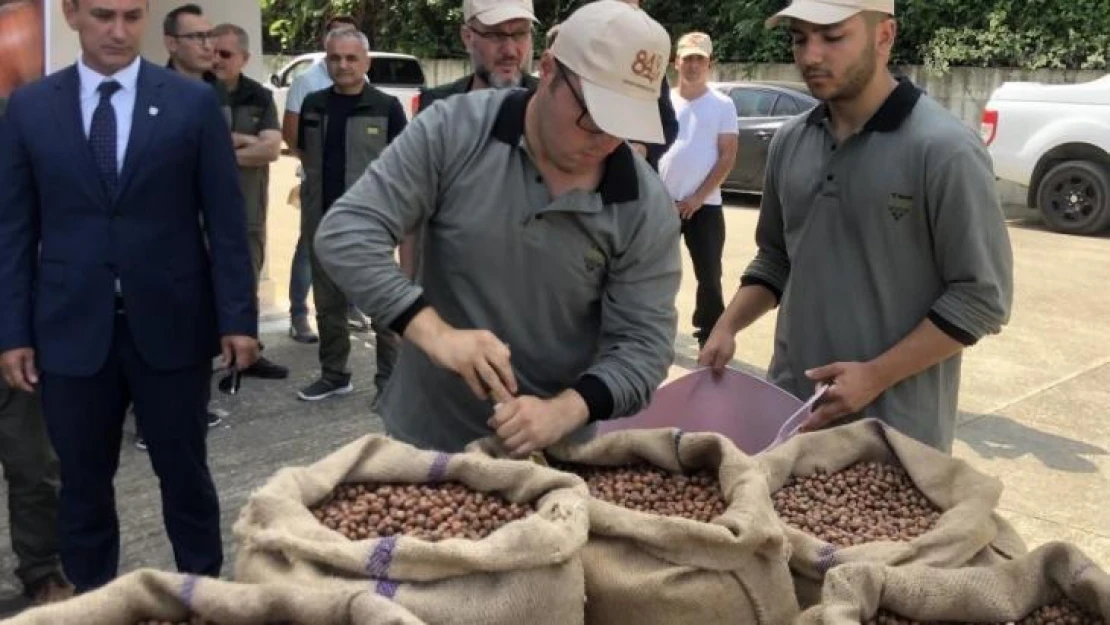 Serbest piyasada 46 lira olan fındığı randıman farkı ile TMO'ya 57.75 liradan sattı