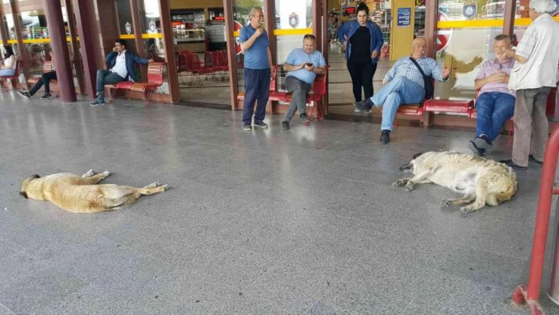 Sıcaktan bunalan köpekler soluğu otogarda aldı