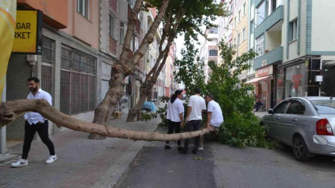 Şiddetli rüzgar çeyrek asırlık ağacı devirdi