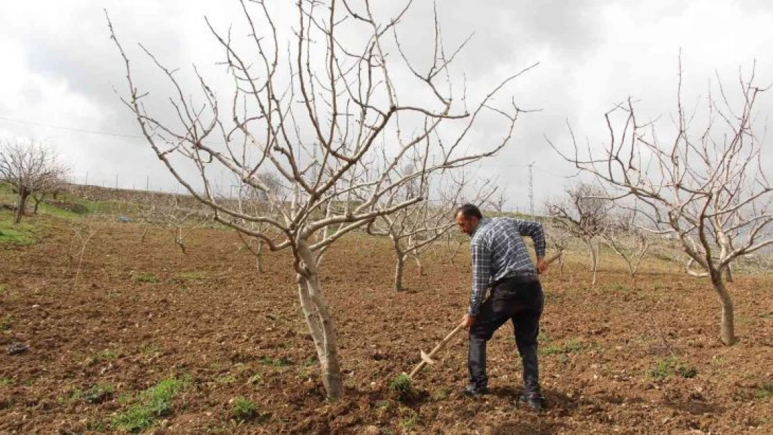 Siirt fıstığında yüksek verim beklentisi