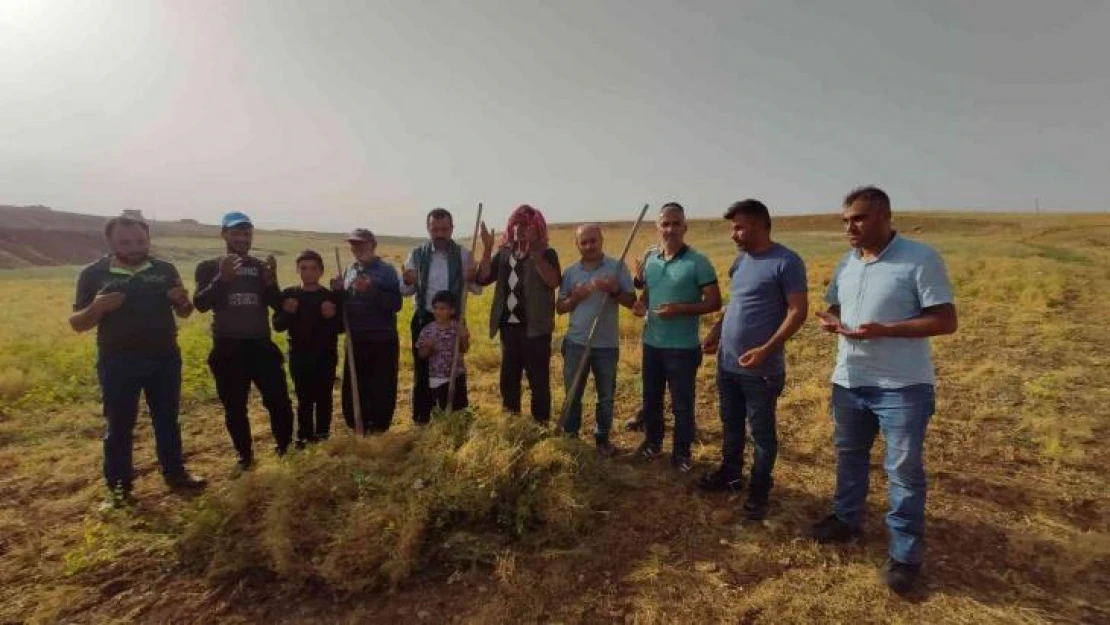 Siirt'te ilk hasat dualarla yapıldı, çiftçi bu yıl umduğunu buldu