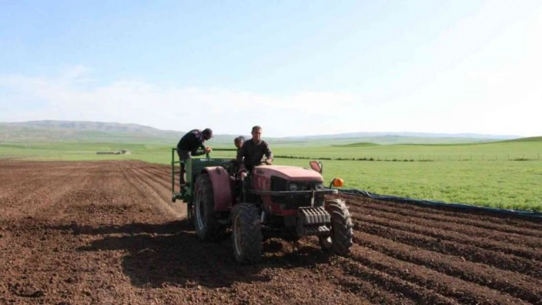 Siirt'te patates tohumu deneme ekimi yapıldı